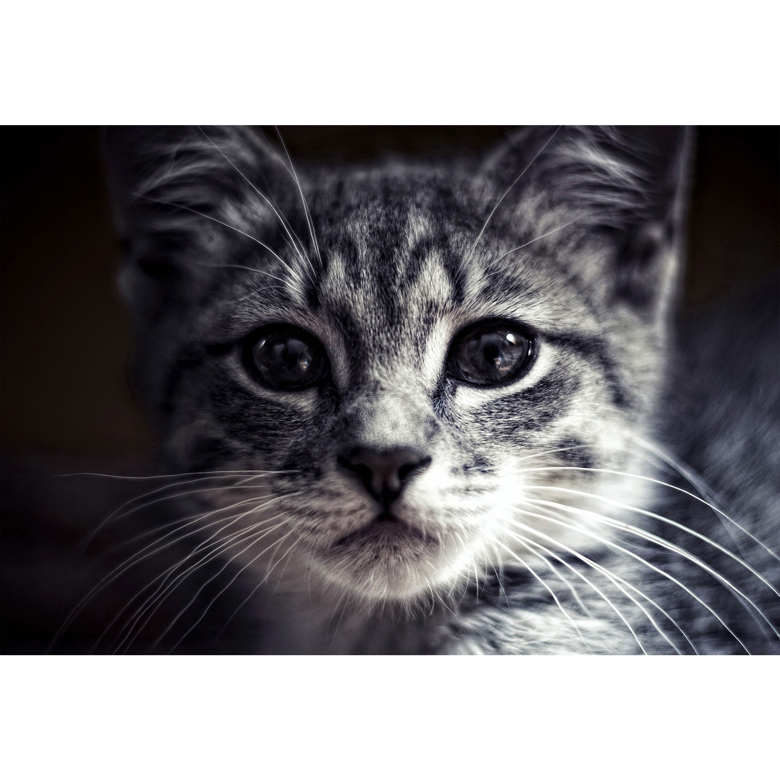 تابلو شاسی مدل طرح گربه مدل T1496