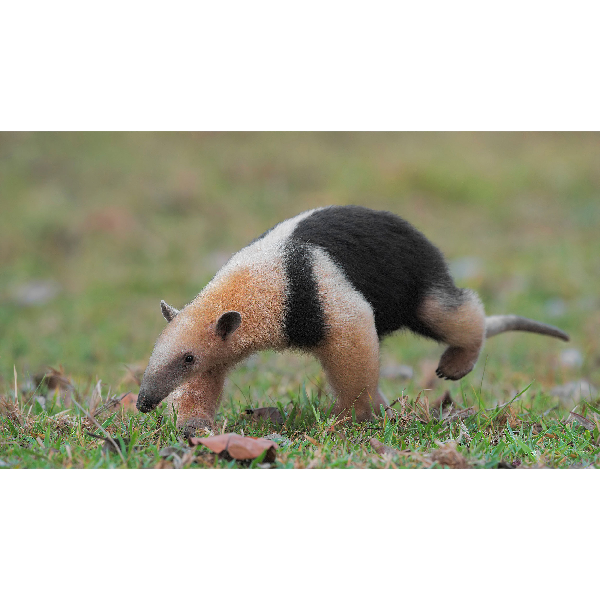 تابلو شاسی طرح مورچه خوار مدل T7903