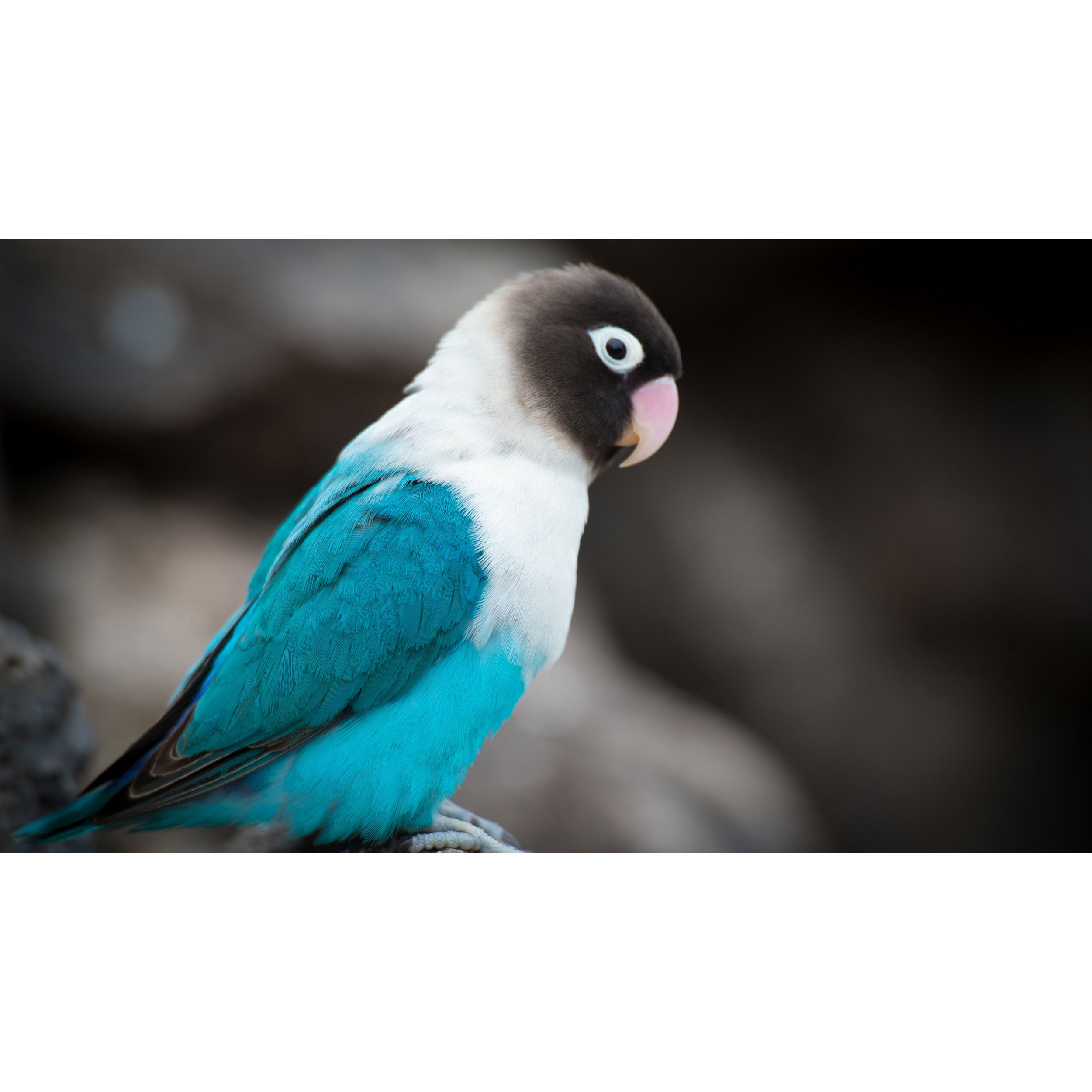 تابلو شاسی طرح پرنده مرغ عشق مدل T8071