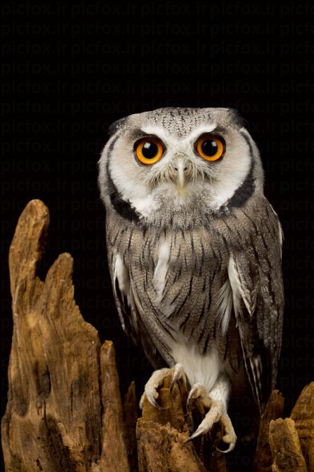 خرید و دانلود عکس Animals-Part-3 - کیفیت بالا | پیک فاکس | Pic Fox