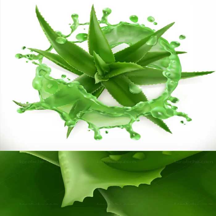وکتور آبمیوه و میوه ی آلوئه ورا - گرافیک با طعم تربچه