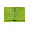 برچسب پوششی ماهوت مدل Leaf-Texture مناسب برای تبلت اپل iPad Pro 9.7 2016 A1673
