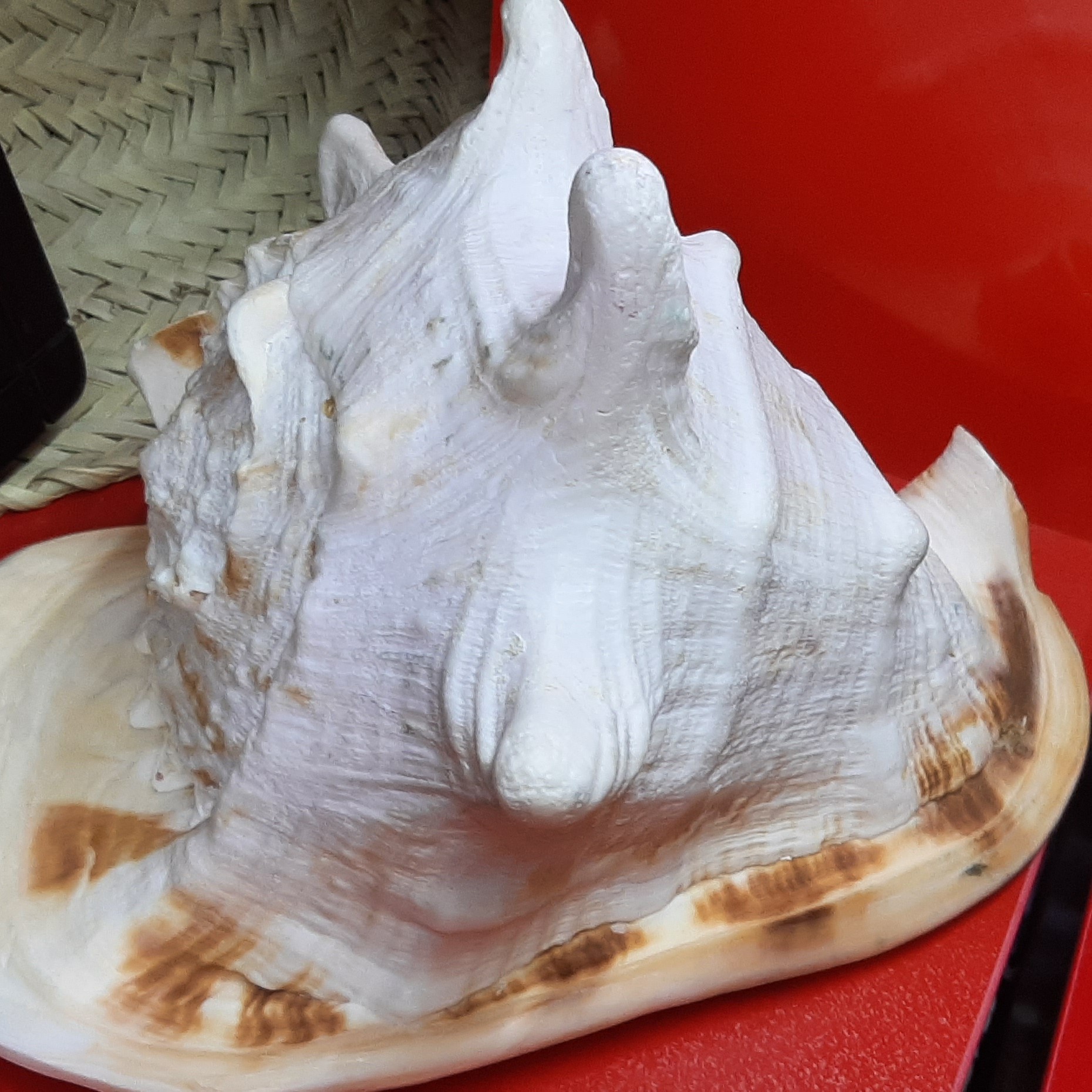 صدف کله گاوی