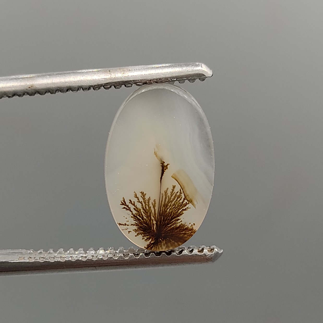 شجر طبیعی و معدنی اصل سایز 13.5 میلیمتر 