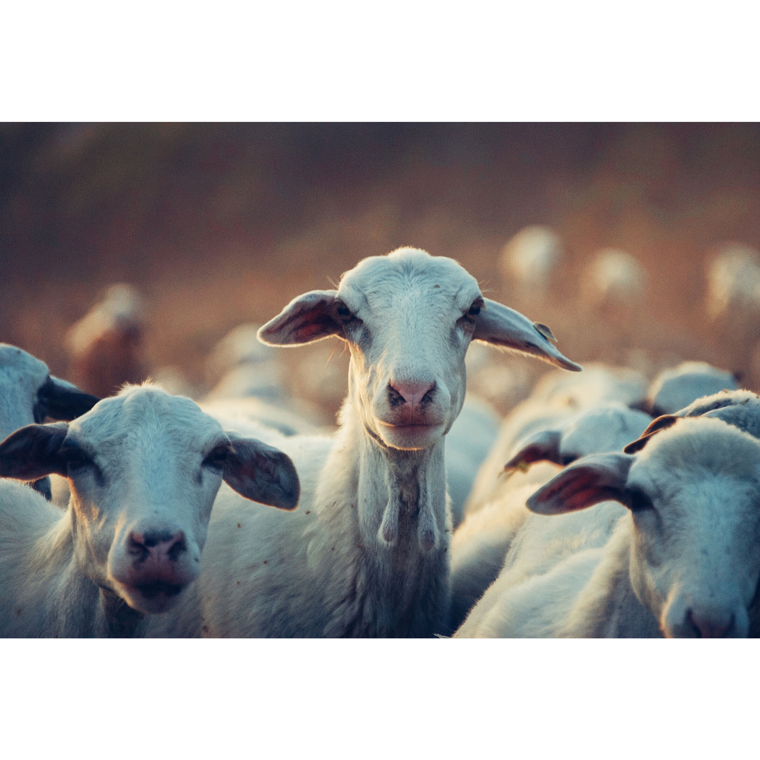 تابلو شاسی طرح گله بز و گوسفند مدل T1591