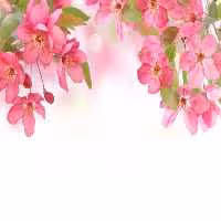 خرید و دانلود عکس Flower-Part-9 کد 18407 | پیک فاکس | Pic Fox