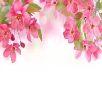 خرید و دانلود عکس Flower-Part-9 کد 18407 | پیک فاکس | Pic Fox