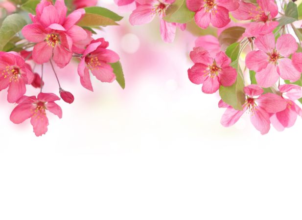 خرید و دانلود عکس Flower-Part-9 کد 18407 | پیک فاکس | Pic Fox