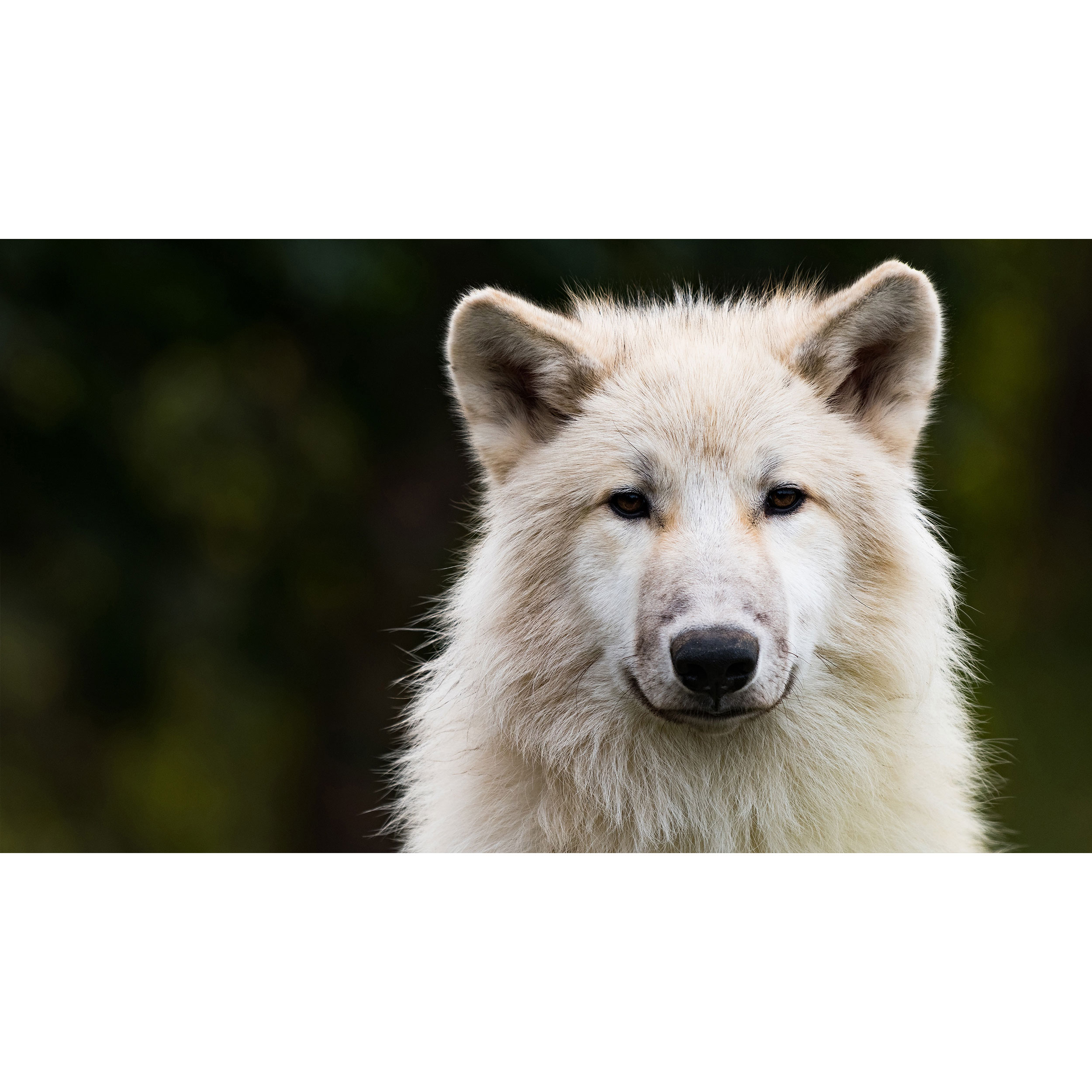 تابلو شاسی طرح گرگ مدل T7884