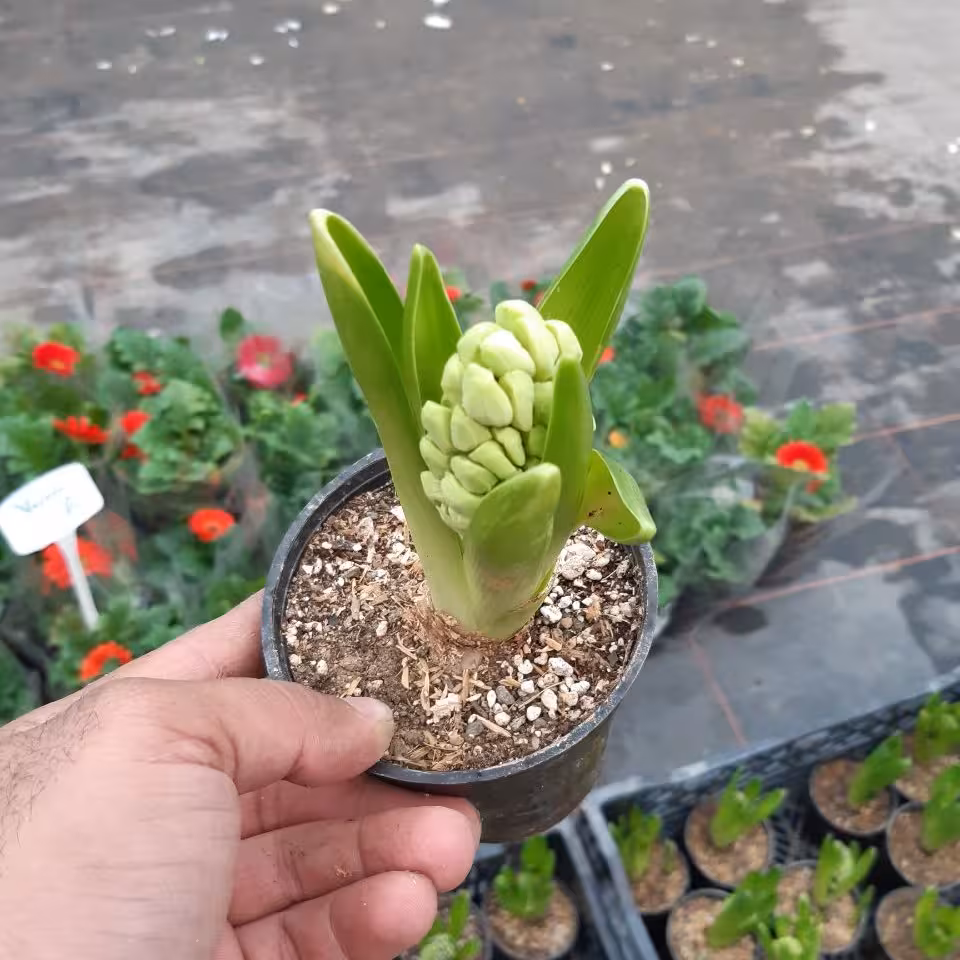 گل سنبل طبیعی با غنچه سایز 10 ( 7 تا بخر 9 تا بگیر ) هزینه ارسال بصورت پس کرایه 