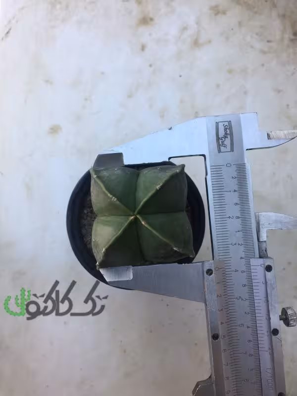 کاکتوس آستروفیتوم چهار پر 38mm