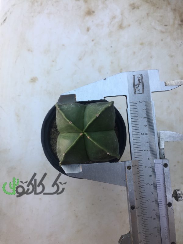 کاکتوس آستروفیتوم چهار پر 38mm