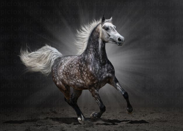 خرید و دانلود عکس Portrait of black horse on a black background کد 41592 | پیک فاکس | Pic Fox