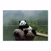 برچسب پوششی ماهوت مدل Panda مناسب برای تبلت مایکروسافت Surface Pro 3 2014