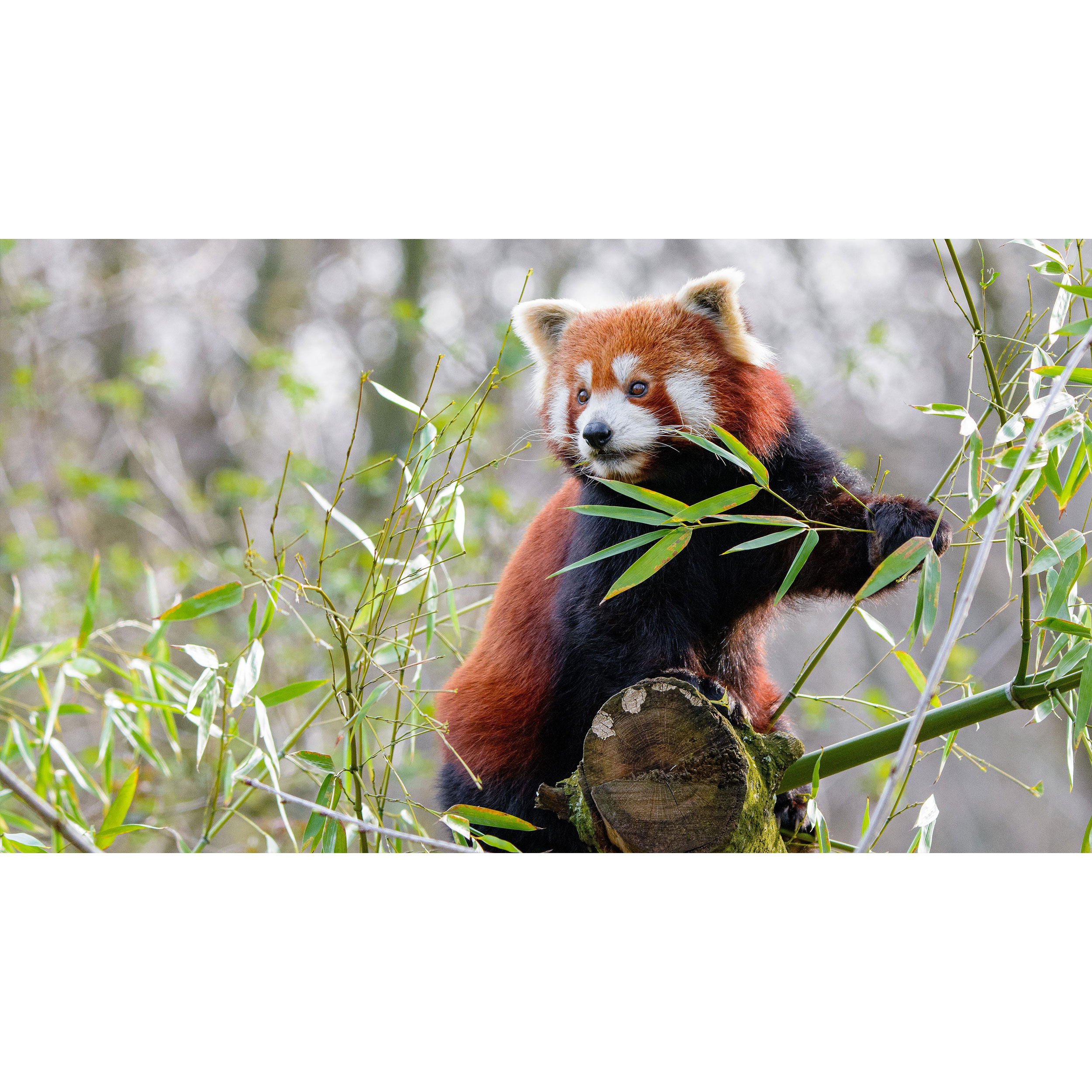 تابلو شاسی طرح موش سرخ مدل T7836