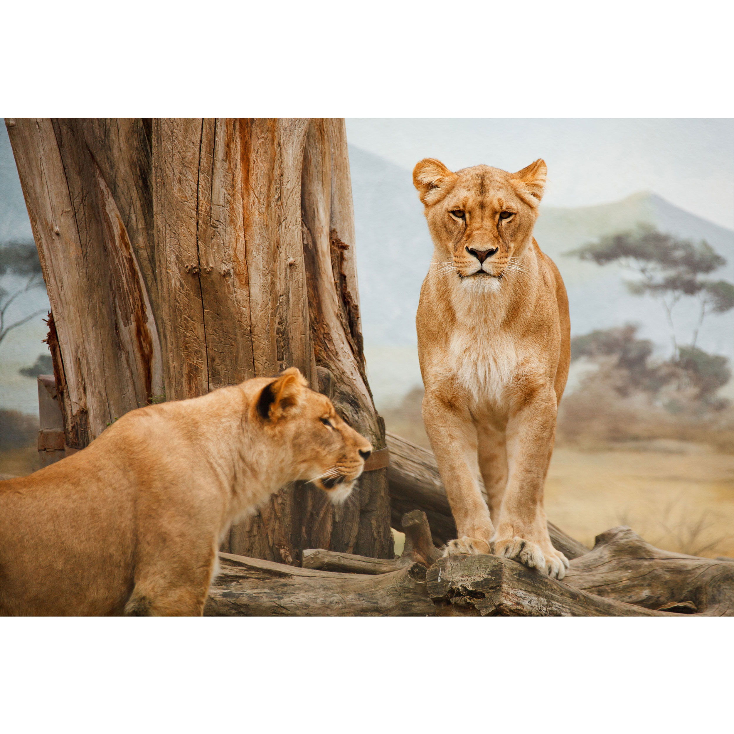 تابلو شاسی طرح شیر ماده مدل T1617