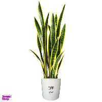 گل طبیعی سانسوریا ابلق تافکو کد 2022