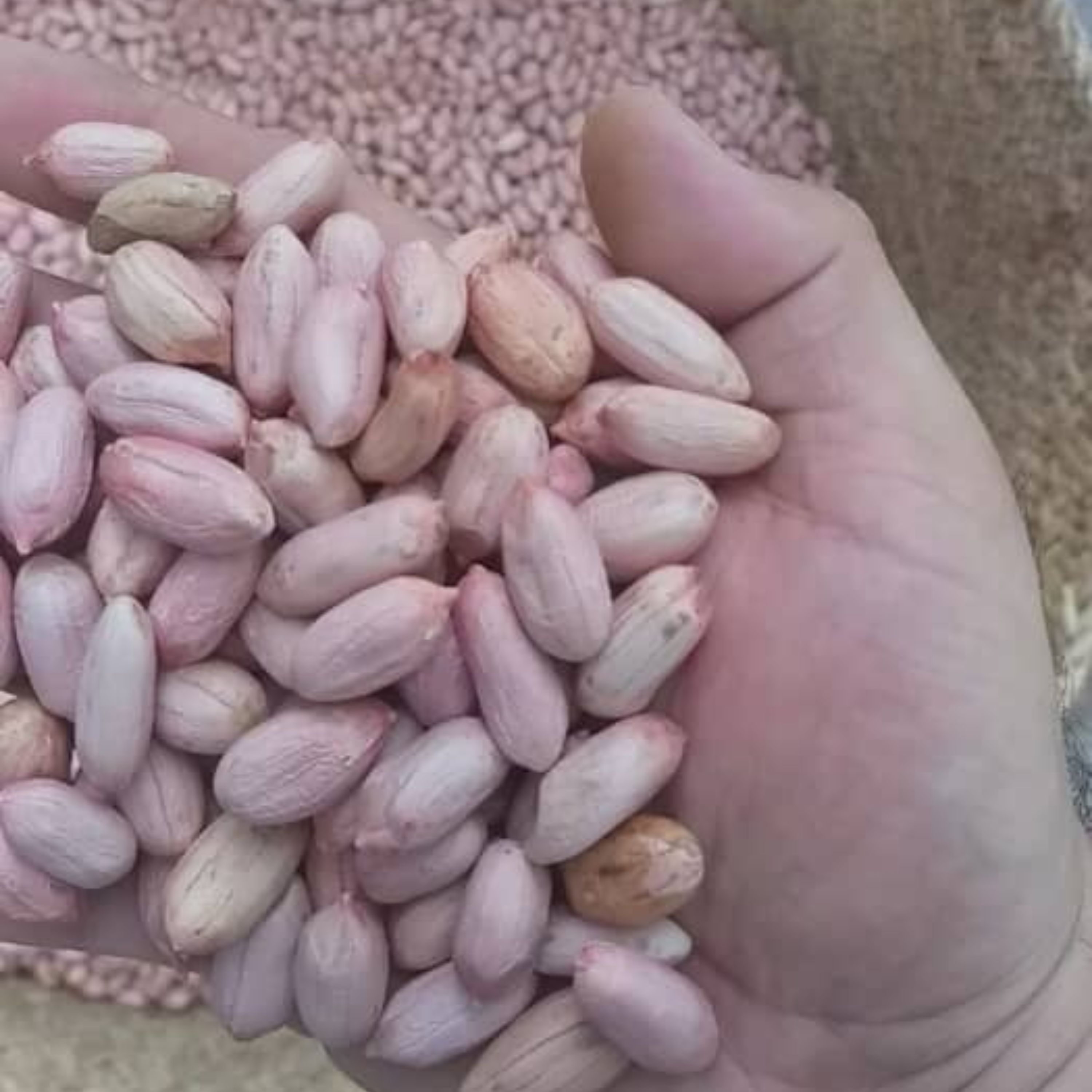 بادام زمینی خام  خوشمزه تازه آستانه اشرفیه