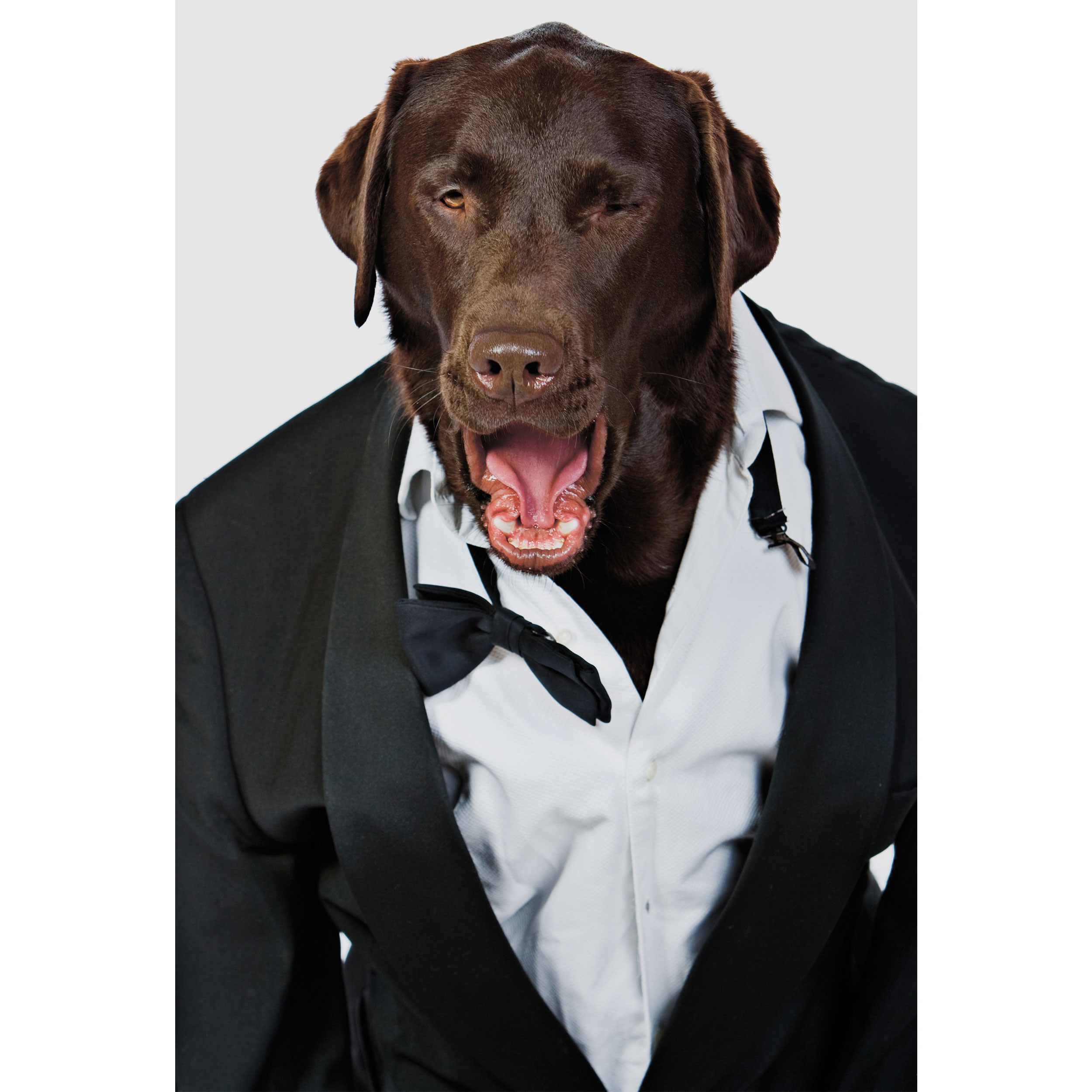 تابلو شاسی طرح سگ و پیراهن و کت مدل T2250