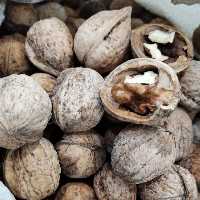 گردو از باغ های سرسبز ولیان کوهسار