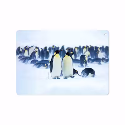 برچسب پوششی ماهوت مدل Penguin مناسب برای تبلت اپل iPad 9.7 (GEN 5) 2017 A1822