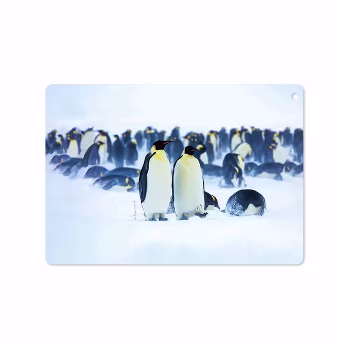 برچسب پوششی ماهوت مدل Penguin مناسب برای تبلت اپل iPad 9.7 (GEN 5) 2017 A1822