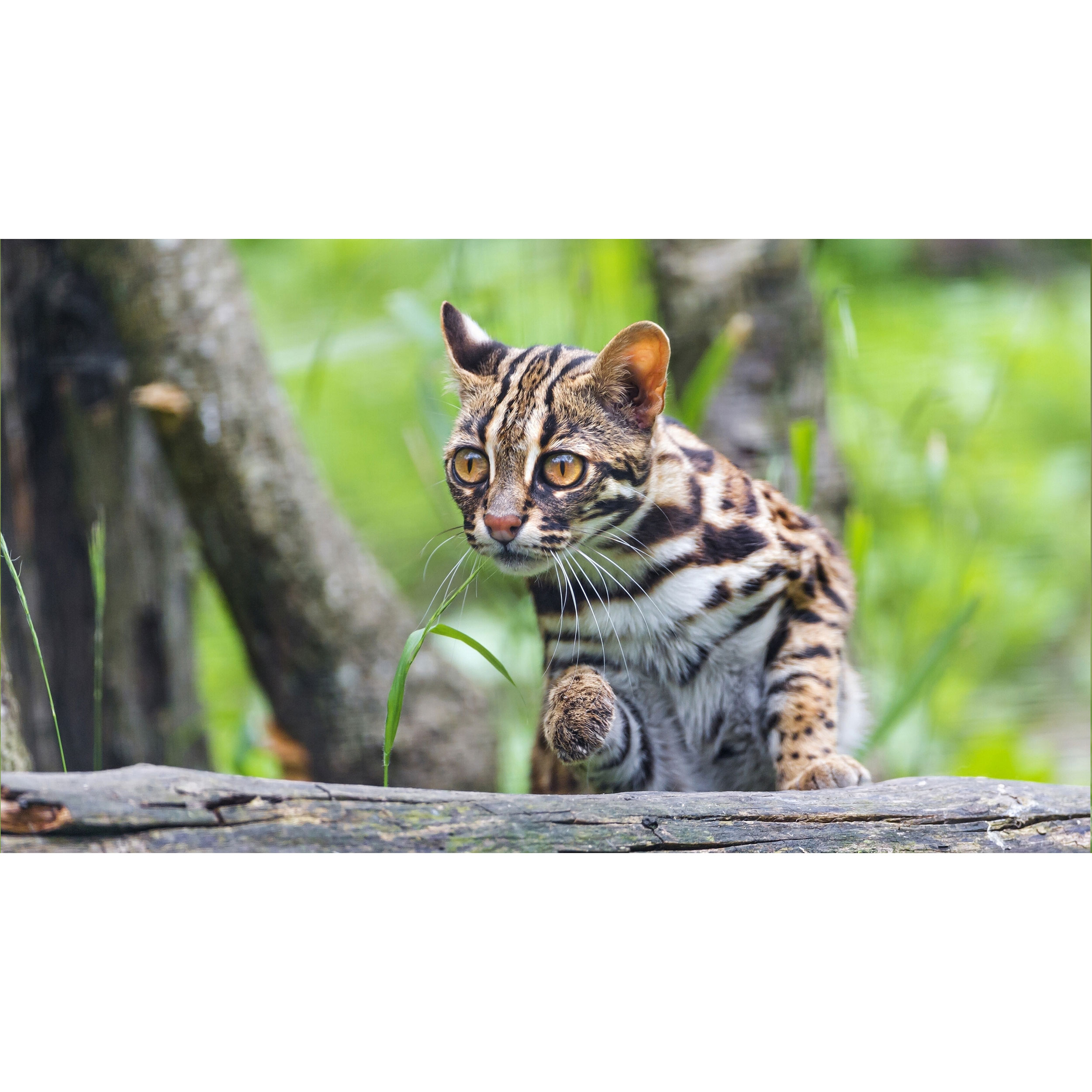 تابلو شاسی طرح توله ببر مدل T8040