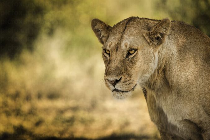 خرید و دانلود عکس Look of a lioness کد 31587 | پیک فاکس | Pic Fox