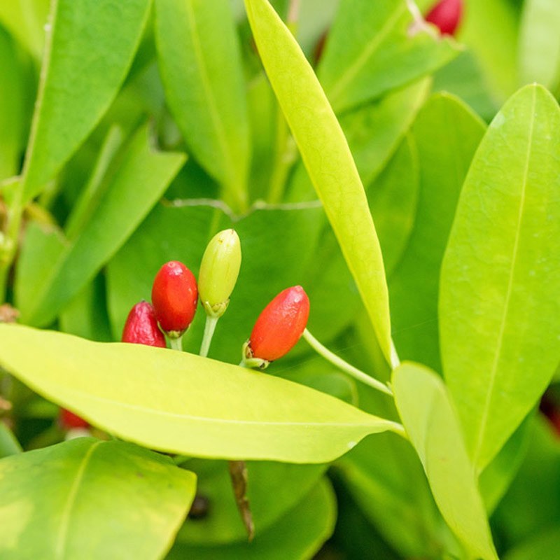 یک عدد بذر درخت  کوکا -  Coca