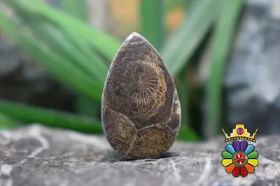 موروکو فسیل