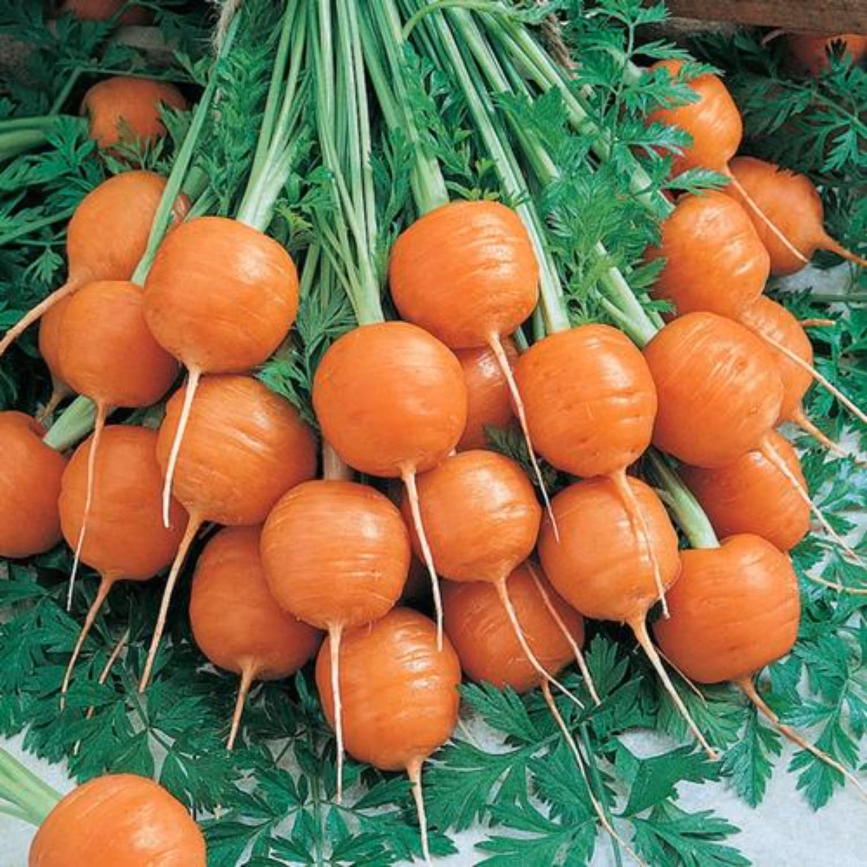 بذر هویج گرد بیبی آمریکایی ارگانیک بسته 200 عددی