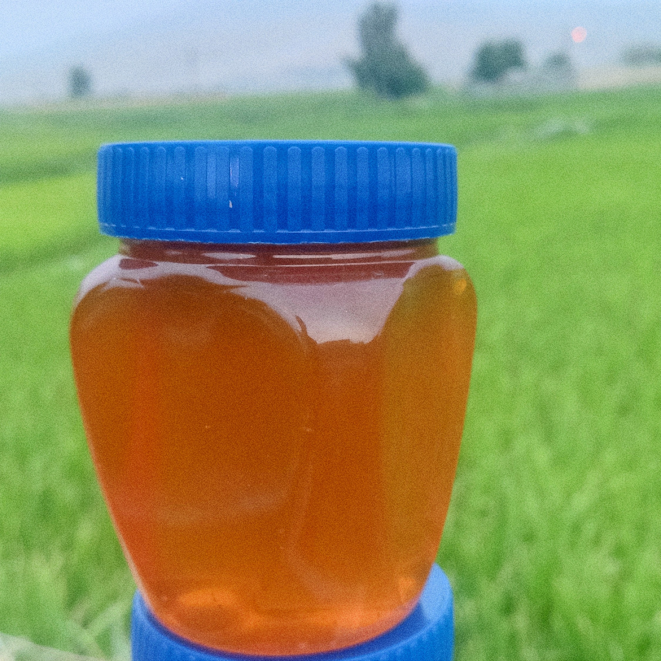 عسل طبیعی کوهستان گون و زول بدون تغذیه( 1 کیلویی بدون موم)