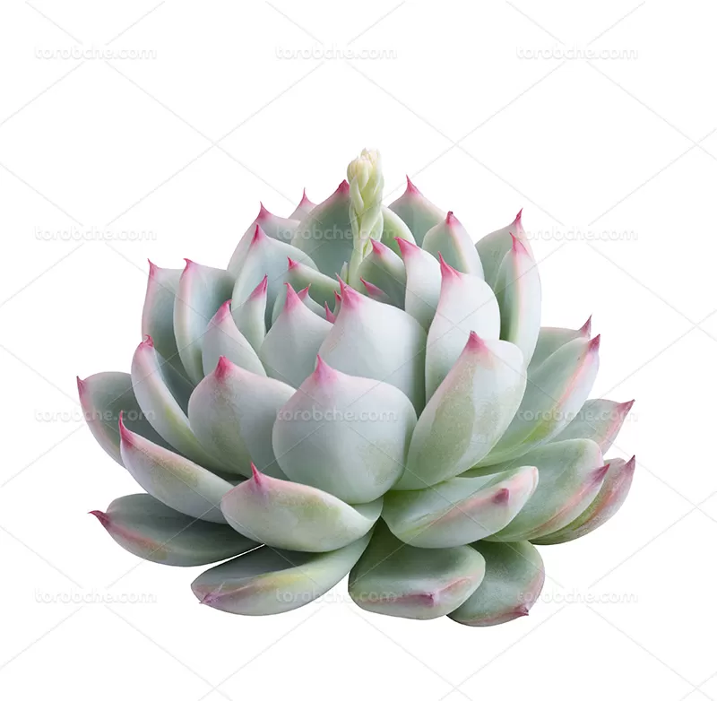 عکس گل ساکولنت | گرافیک با طعم تربچه