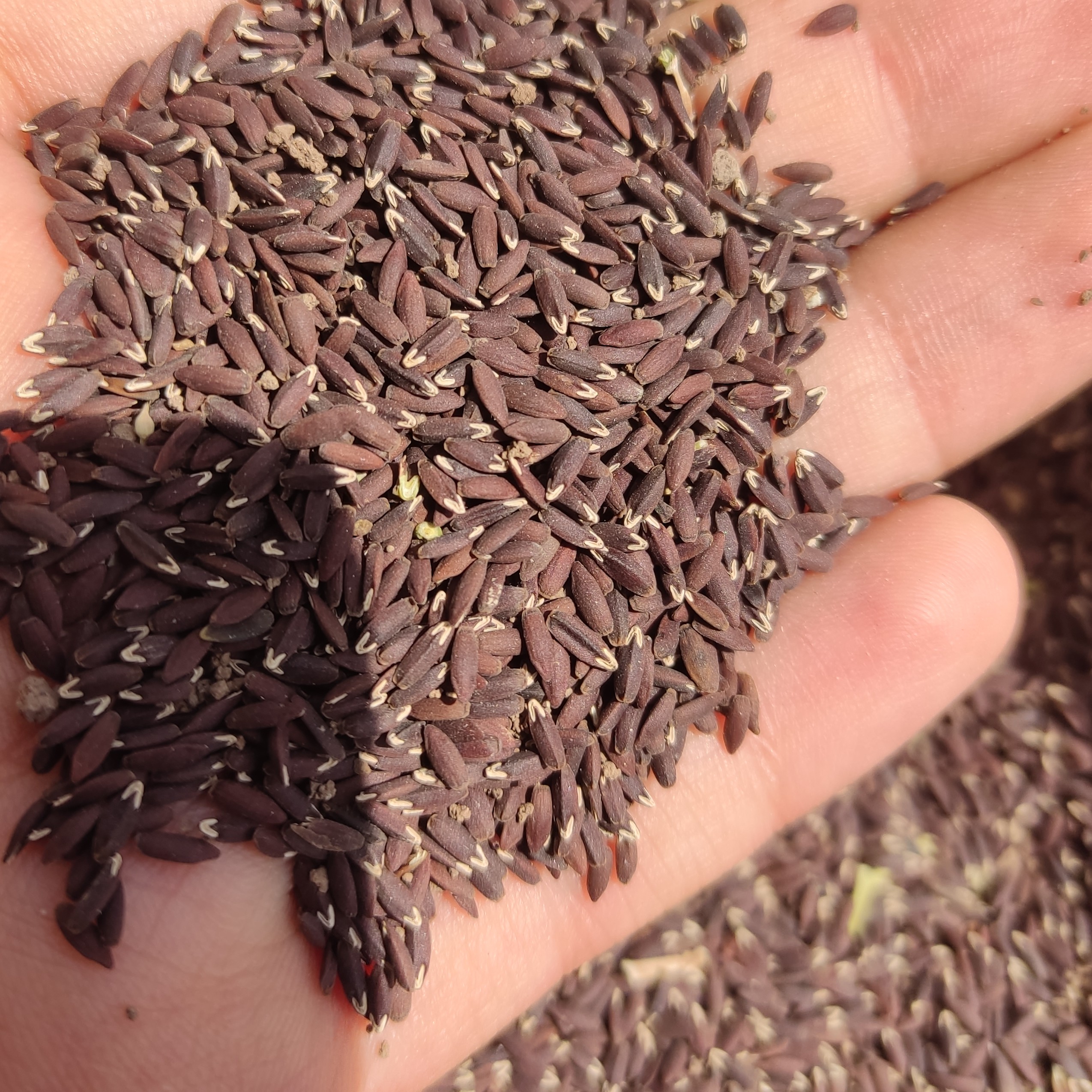 کنجدسیاه محلی(بزرک سیاه) 