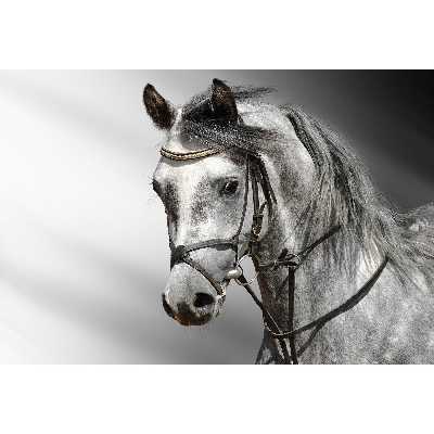 تابلو شاسی طرح حیوان اسب مدل T1314