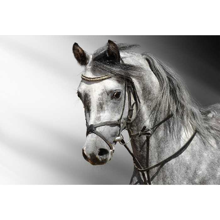 تابلو شاسی طرح حیوان اسب مدل T1314