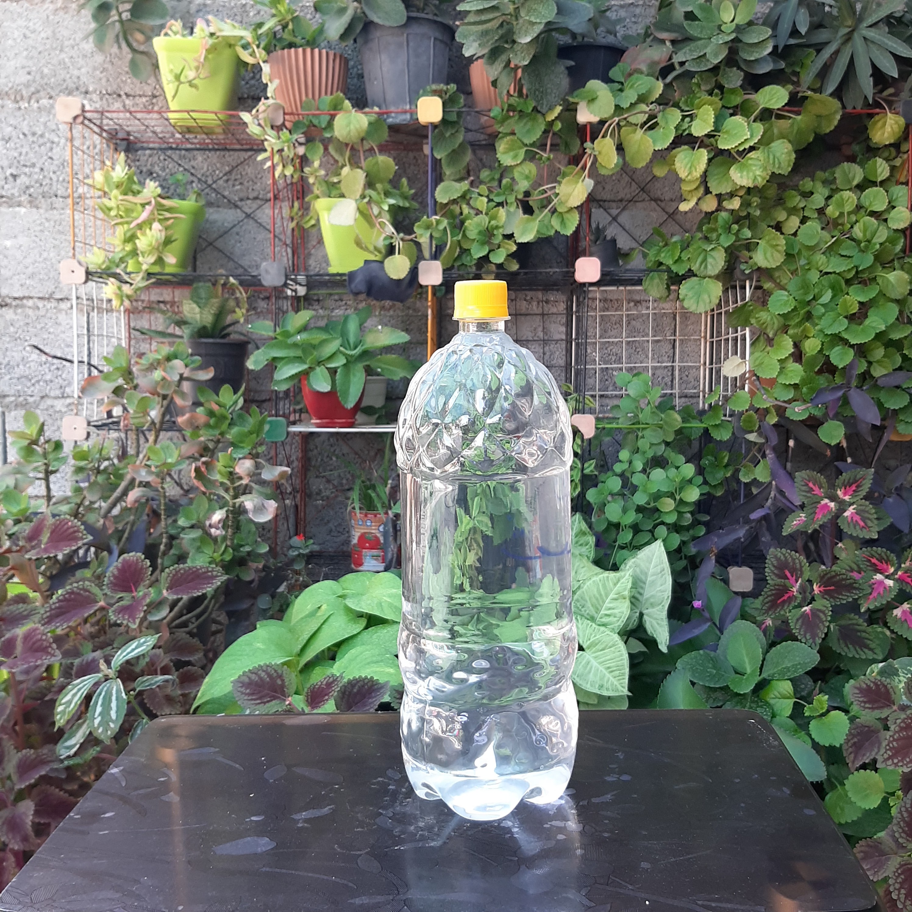 عرق شوید اعلا سنگین دو لیتری