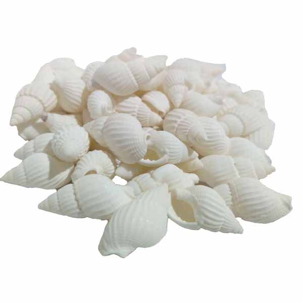 صدف تزئینی مدل 15 KMS وزن 40 گرم