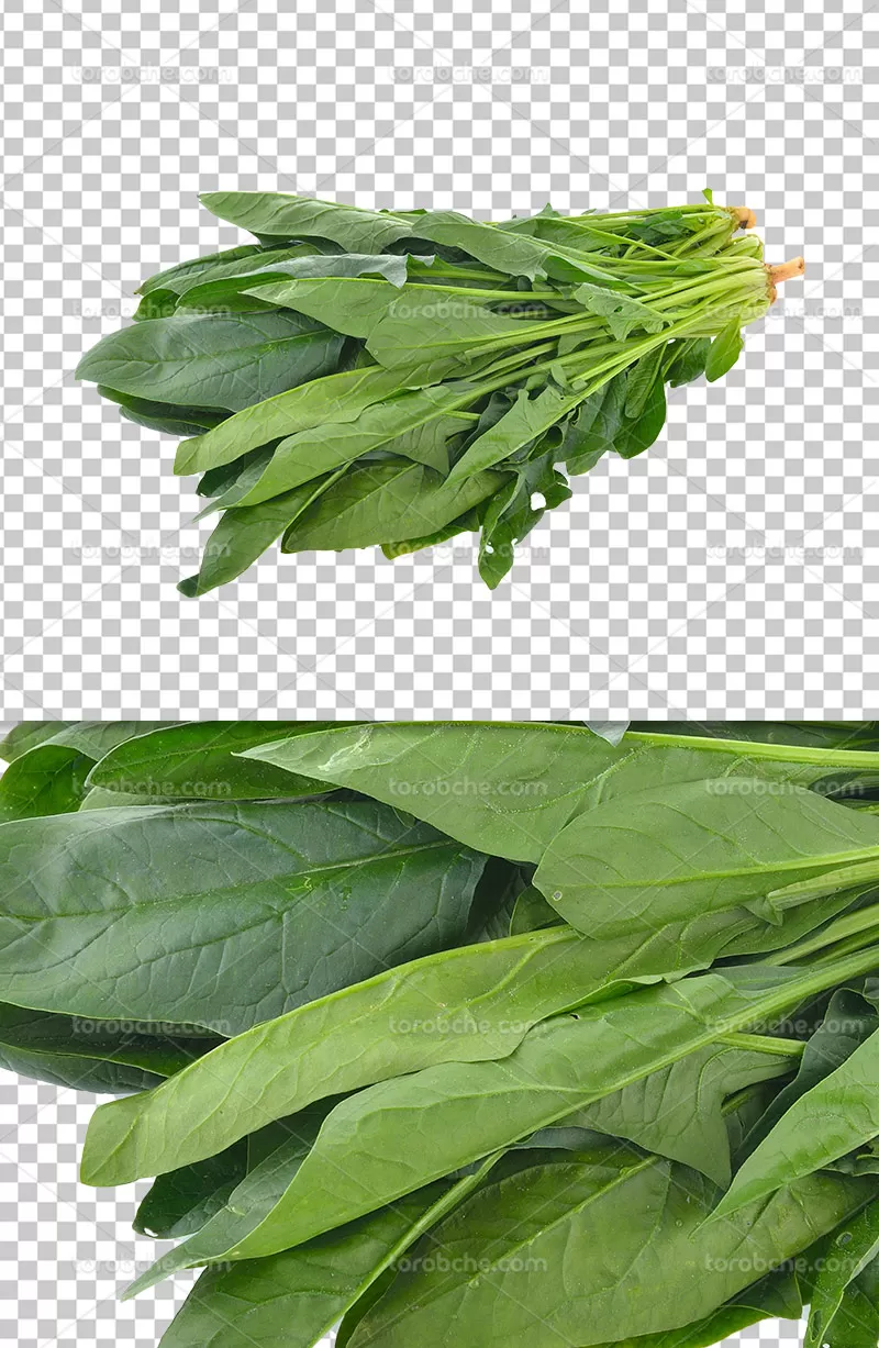 عکس دوربری اسفناج | گرافیک با طعم تربچه