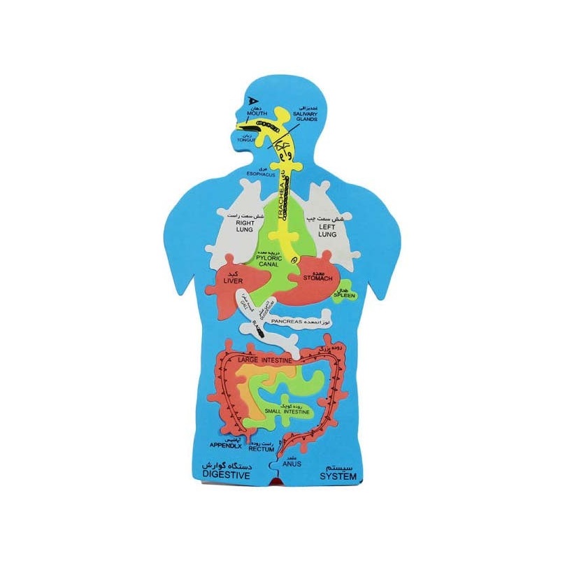 پازل آموزشی سایان مدل بدن انسان