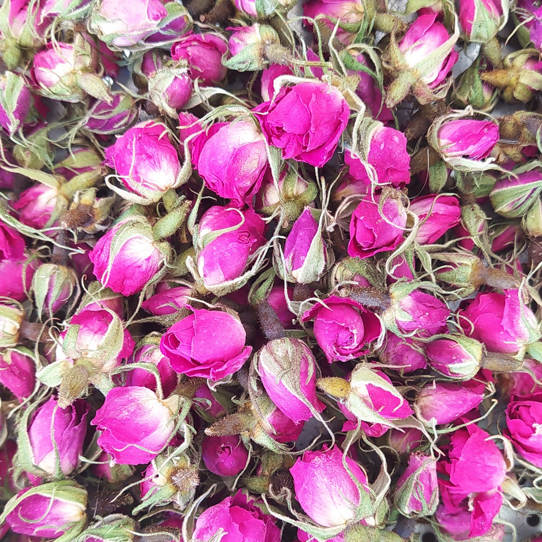 غنچه گل محمدی درجه یک بسته 500 گرمی