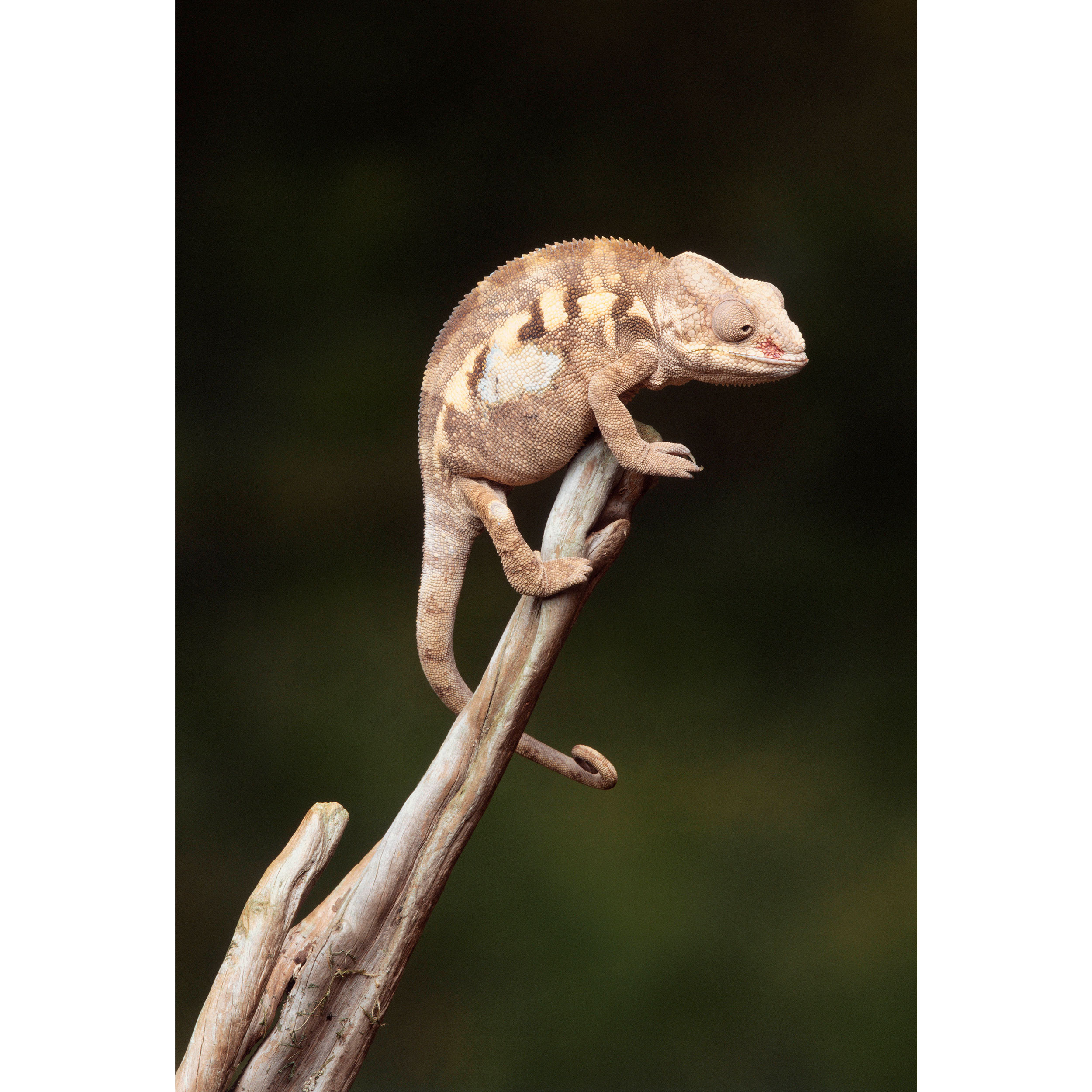 تابلو شاسی طرح شاخه درخت و آفتاب پرست مدل T2206