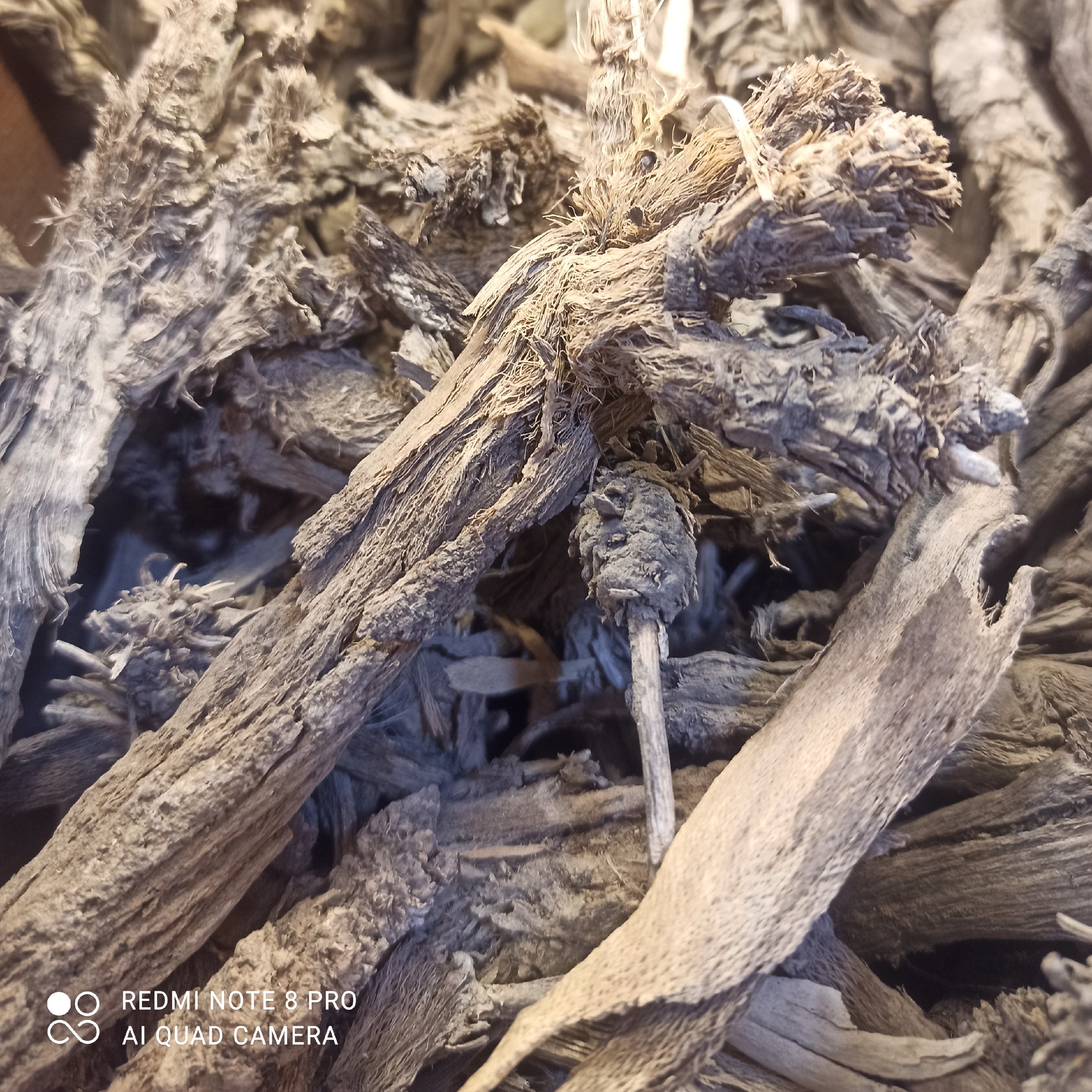 ریشه بابا ادم 100 کرم