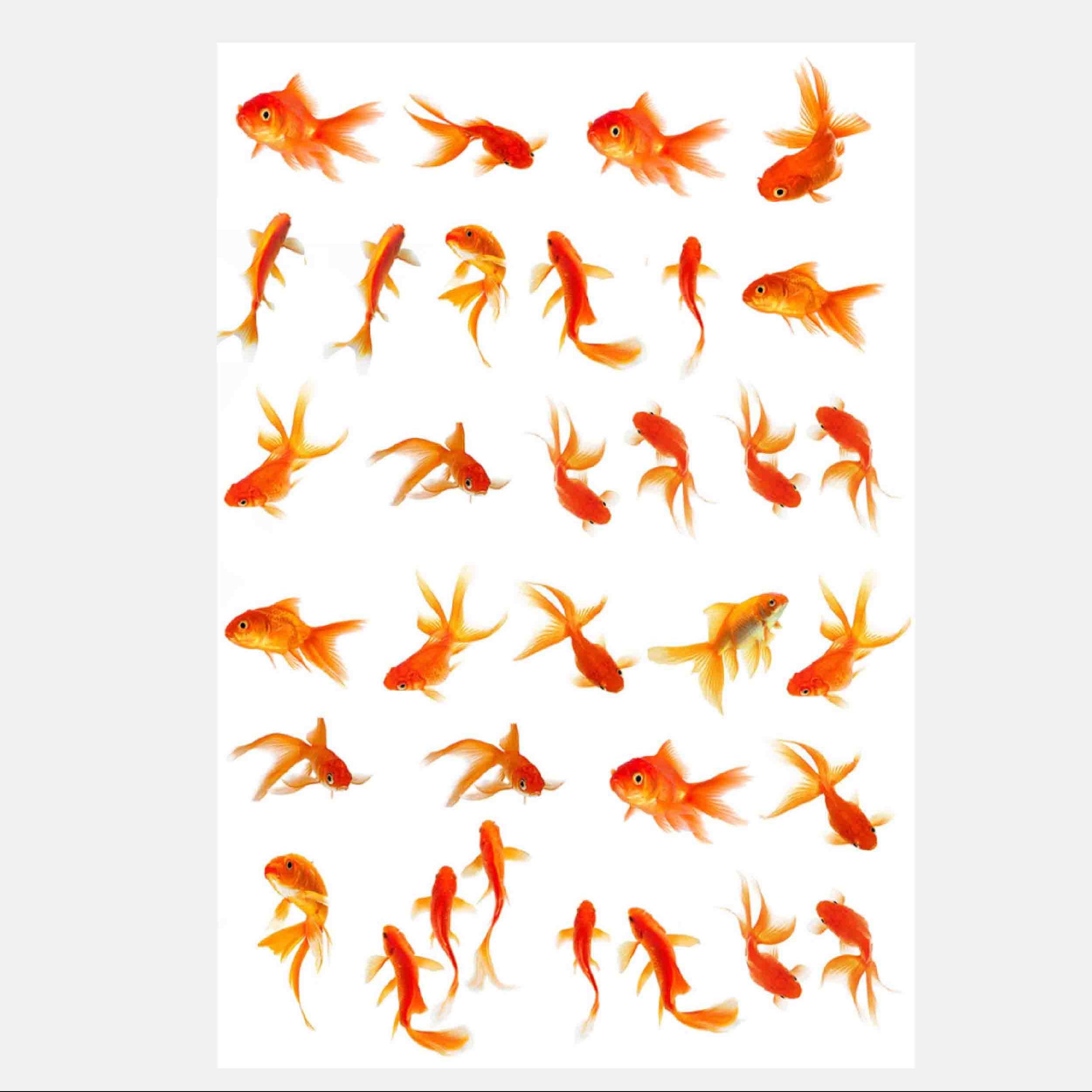 طلق ترنسپرنت یا رزین مدل ماهی ابعاد 20 در 30 سانتی متر