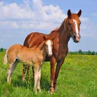 خرید و دانلود عکس مادیان و کره اسب در چمنزار سرسبز | پیک فاکس | Pic Fox