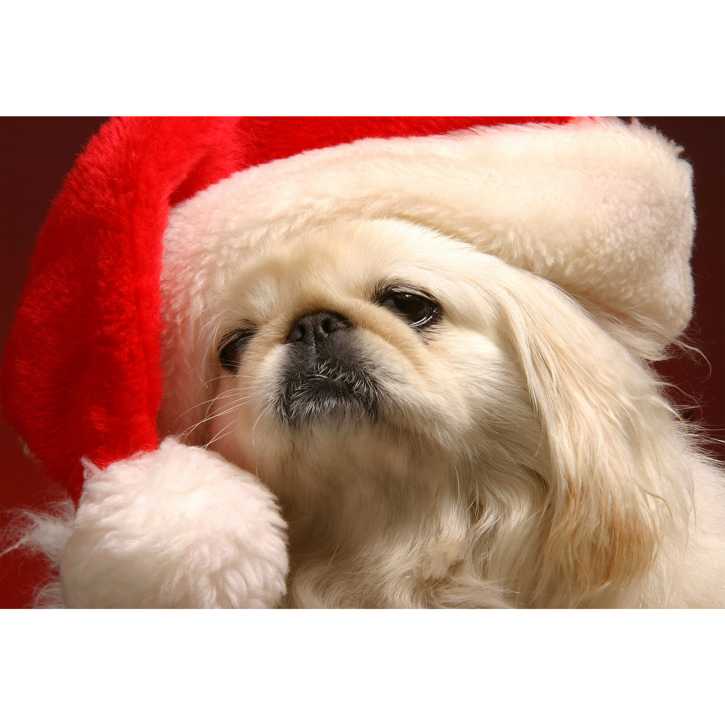 تابلو شاسی مدل سگ T5862