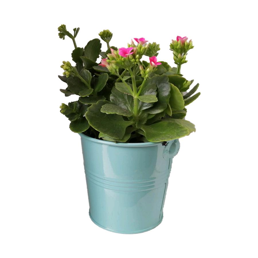 گیاه طبیعی کلانکوا کد af03