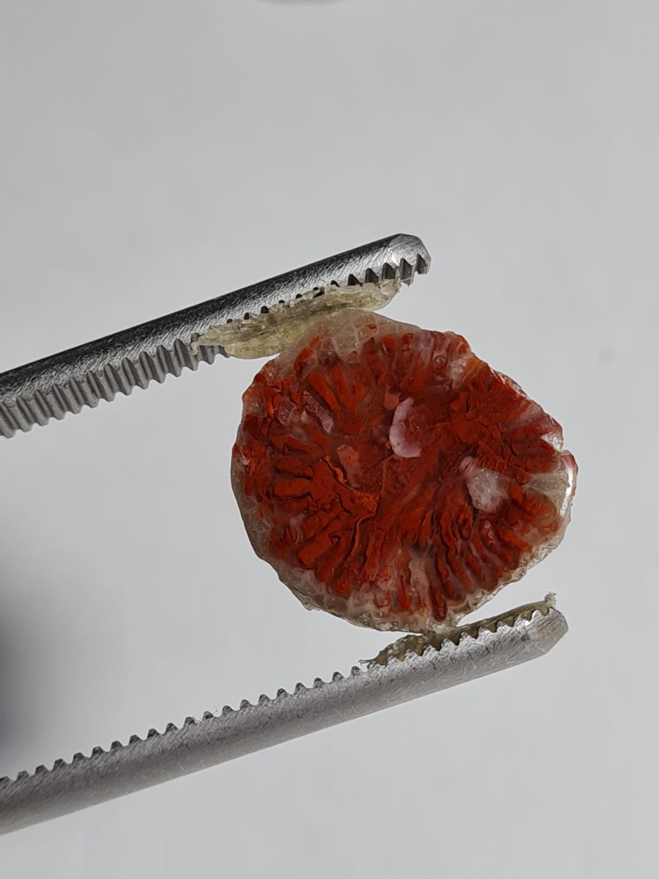 هورن کورال آگات 4113