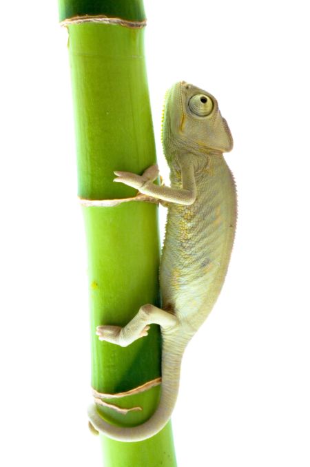 خرید و دانلود عکس Animals-Part-2 - کیفیت بالا | پیک فاکس | Pic Fox