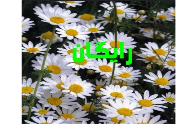 رفع کمبودویتامین موادعالی ومعدنی بدن فرمول ساخت کلسیم - کتابخانه مجازی واتیکان